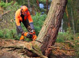 Best Tree Mulching  in Murphys Estates, SC